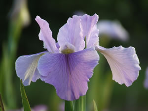 Louisiana Iris - Mon Cheri